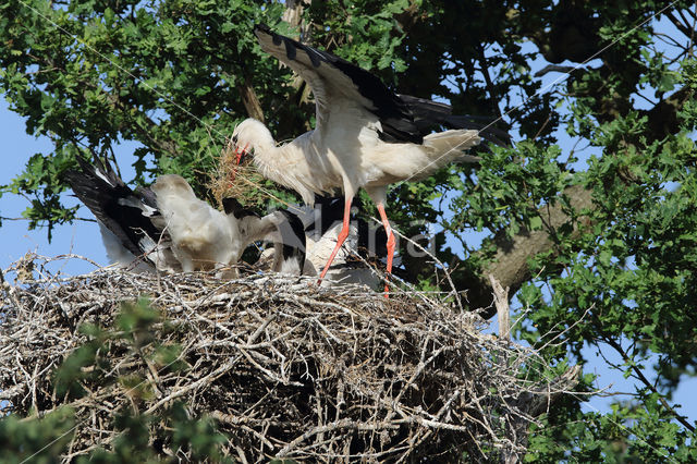 White Stork (Ciconia ciconia)