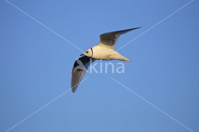 Ross's Gull (Rhodostethia rosea)