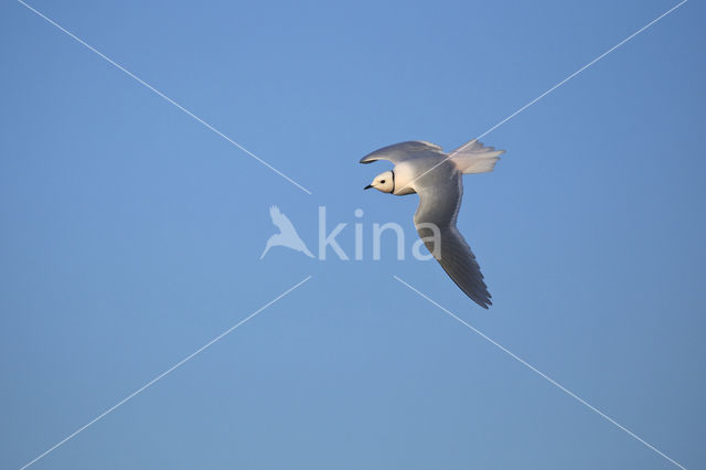 Ross's Gull (Rhodostethia rosea)