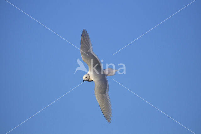 Ross's Gull (Rhodostethia rosea)