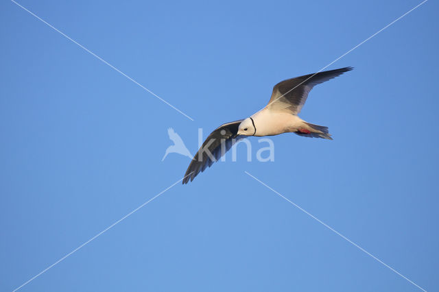 Ross's Gull (Rhodostethia rosea)