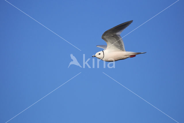 Ross's Gull (Rhodostethia rosea)