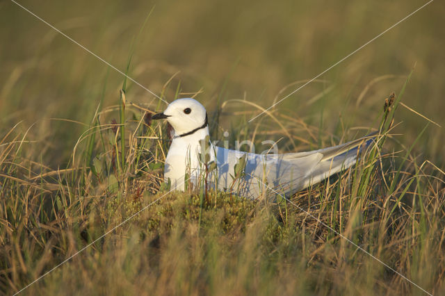 Ross's Gull (Rhodostethia rosea)