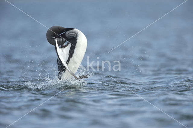 Arctic Loon