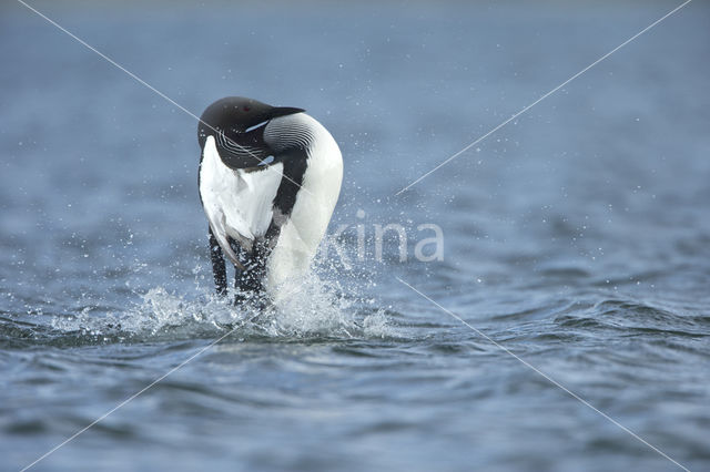 Arctic Loon