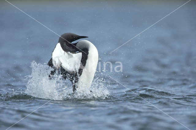 Arctic Loon