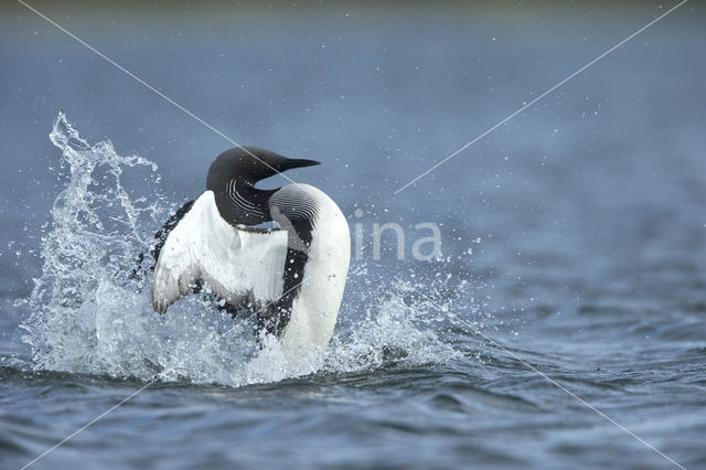 Arctic Loon