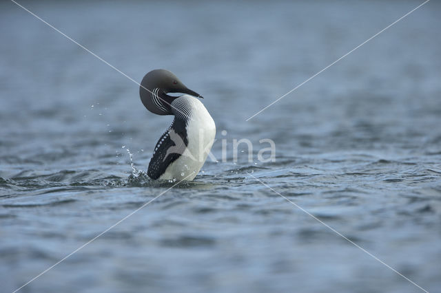 Arctic Loon