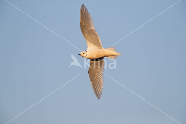 Ross's gull (Rhodostethia rosea)