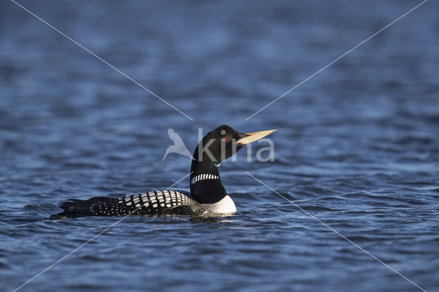 Yellow-billed Loon