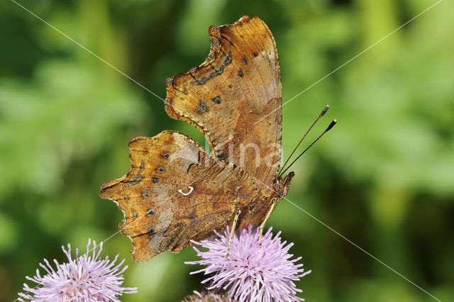 Comma (Polygonia c-album)