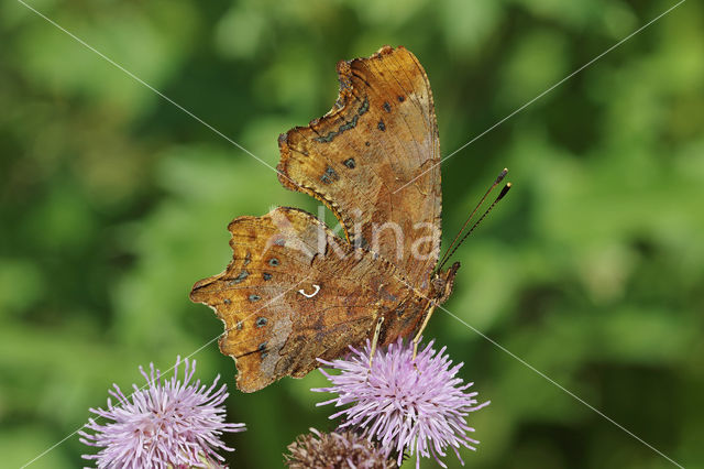 Comma (Polygonia c-album)