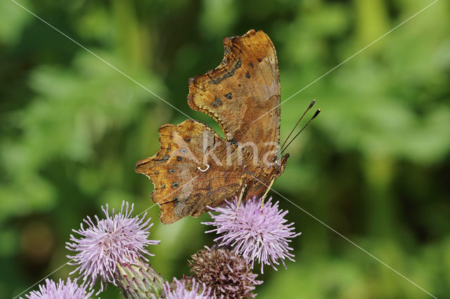 Gehakkelde aurelia (Polygonia c-album)