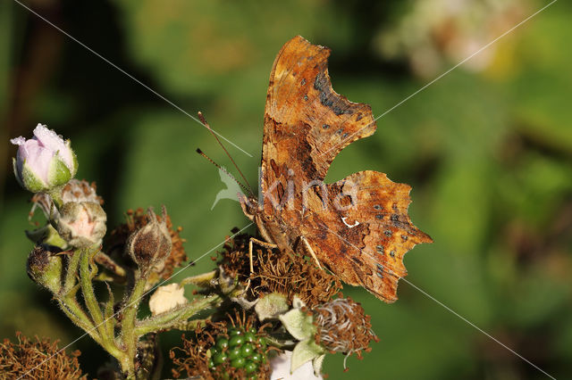 Comma (Polygonia c-album)