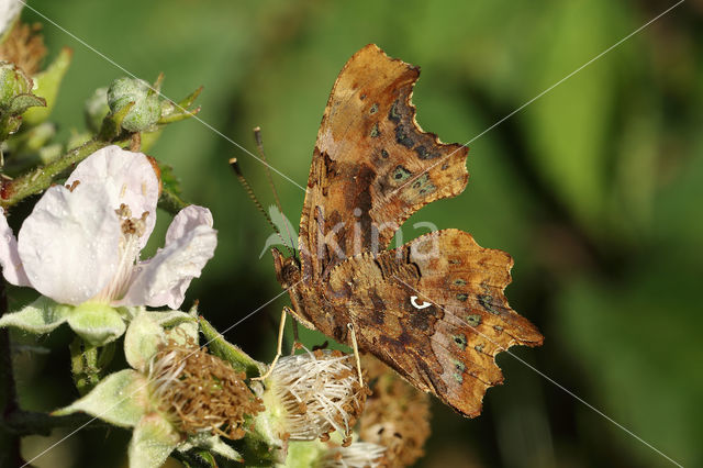 Gehakkelde aurelia (Polygonia c-album)