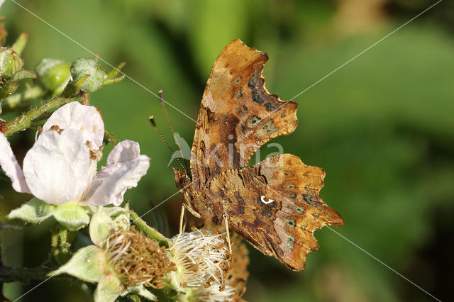 Gehakkelde aurelia (Polygonia c-album)