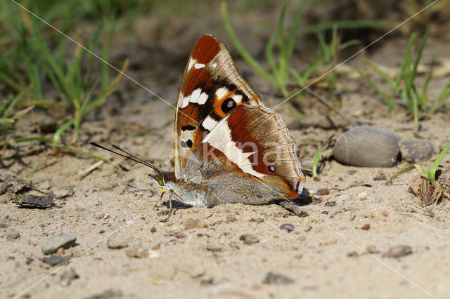 Purple Emperor (Apatura iris)