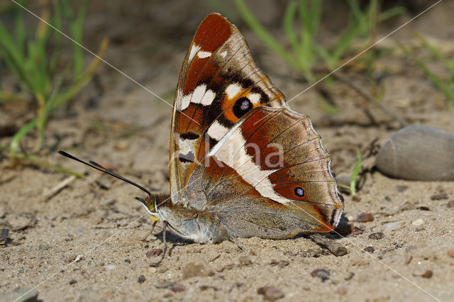 Grote weerschijnvlinder (Apatura iris)