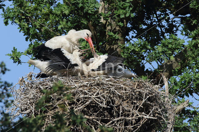 White Stork (Ciconia ciconia)