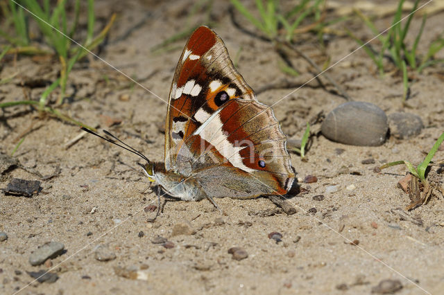 Grote weerschijnvlinder (Apatura iris)