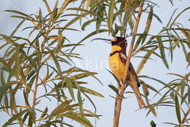 Yellow-breasted bunting (Emberiza aureola)