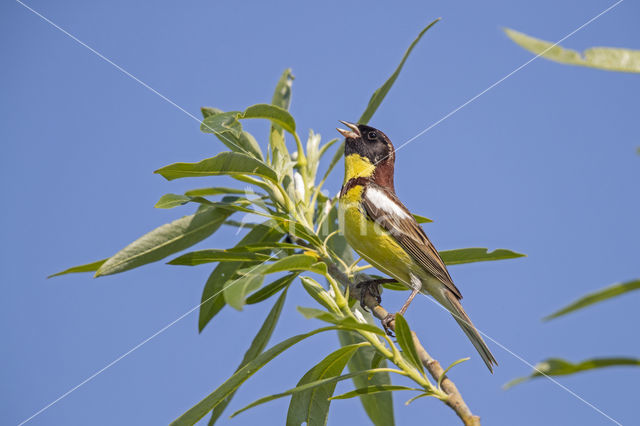 Yellow-breasted bunting (Emberiza aureola)