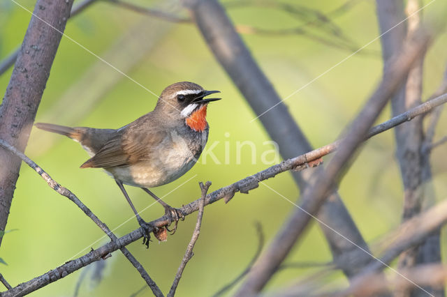 Siberian Rubythroat (Luscinia calliope)