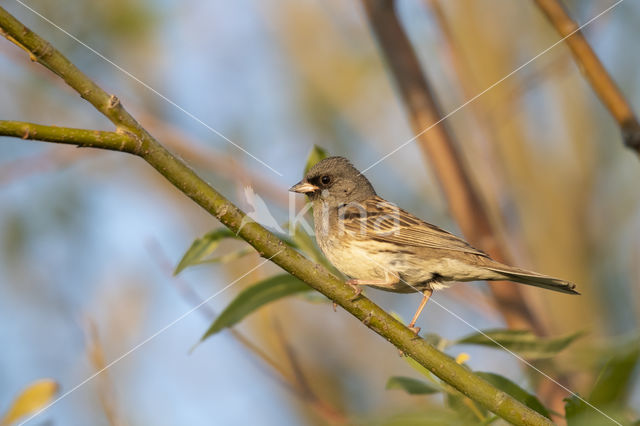 Black-faced bunting (Emberiza spodocephala)