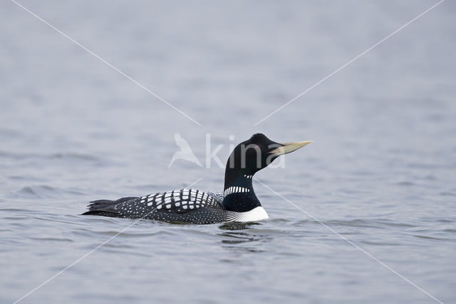 Yellow-billed Loon