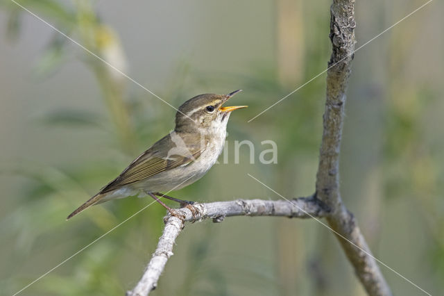 Noordse Boszanger (Phylloscopus borealis)