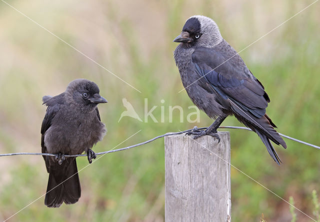 Kauw (Corvus monedula)