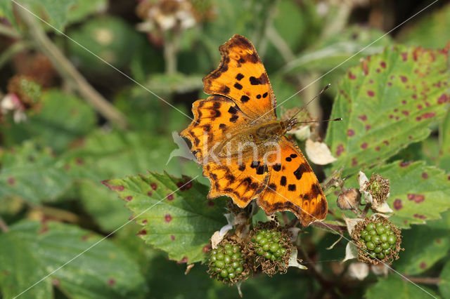 Comma (Polygonia c-album)