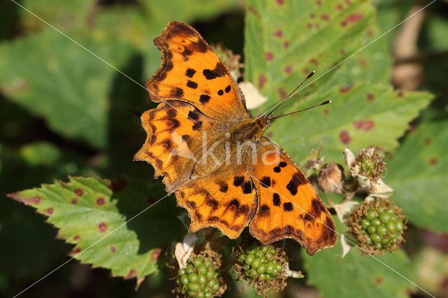 Comma (Polygonia c-album)