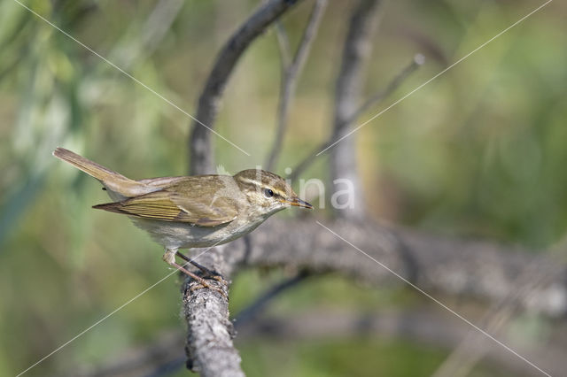 Noordse Boszanger (Phylloscopus borealis)