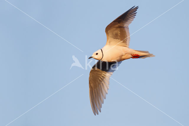 Ross's gull (Rhodostethia rosea)