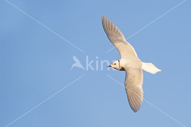 Ross's gull (Rhodostethia rosea)