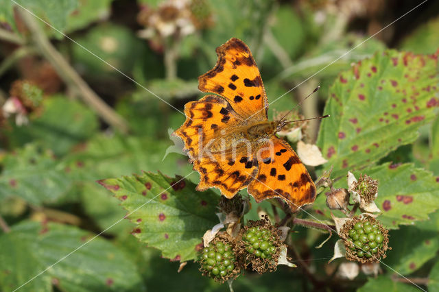 Gehakkelde aurelia (Polygonia c-album)