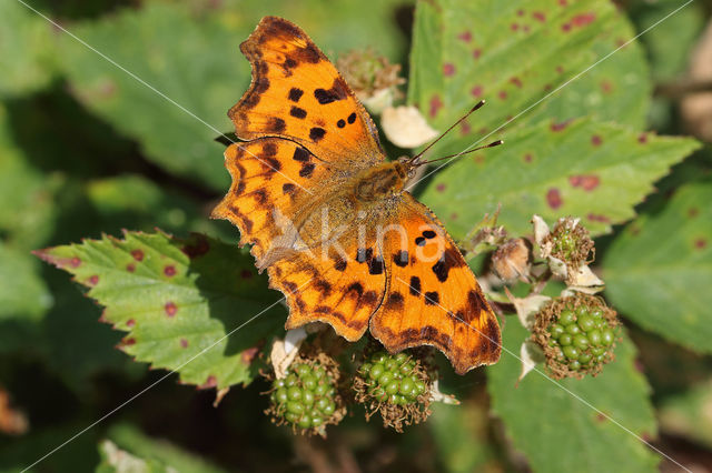 Comma (Polygonia c-album)