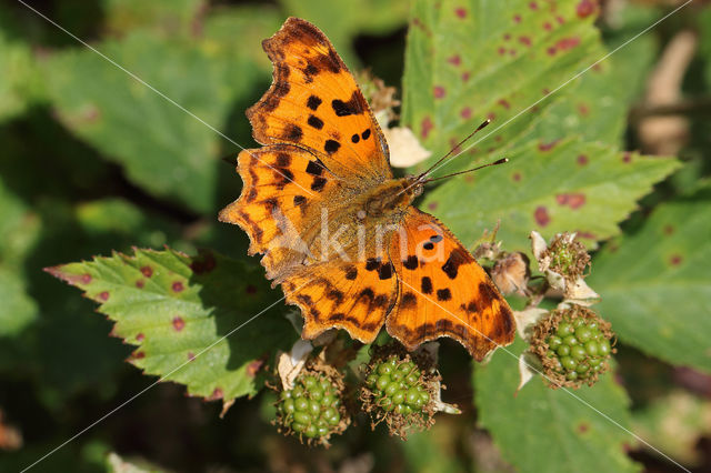 Gehakkelde aurelia (Polygonia c-album)