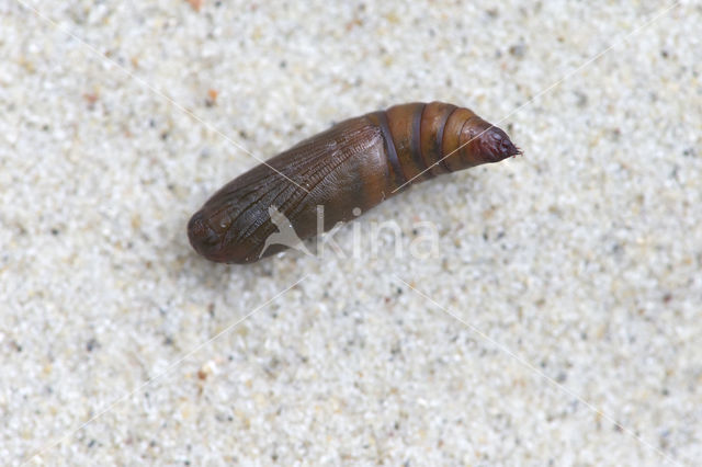 Waved Umber (Menophra abruptaria)