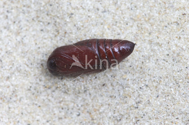 Twin-spotted Quaker (Orthosia munda)