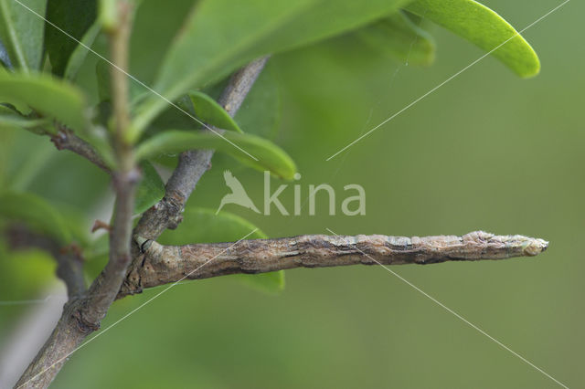 Zwartvlekspikkelspanner (Menophra abruptaria)