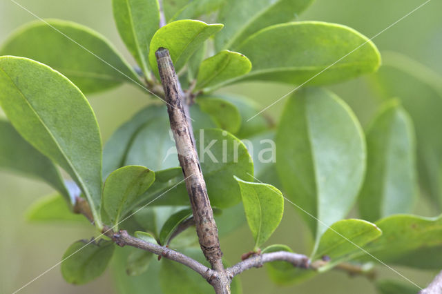 Zwartvlekspikkelspanner (Menophra abruptaria)