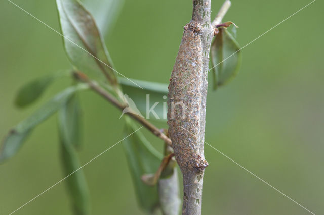 Zwartvlekspikkelspanner (Menophra abruptaria)