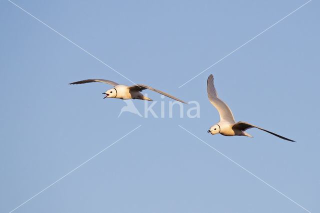 Ross's gull (Rhodostethia rosea)