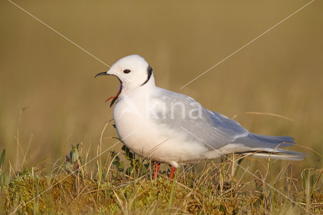 Ross's gull (Rhodostethia rosea)