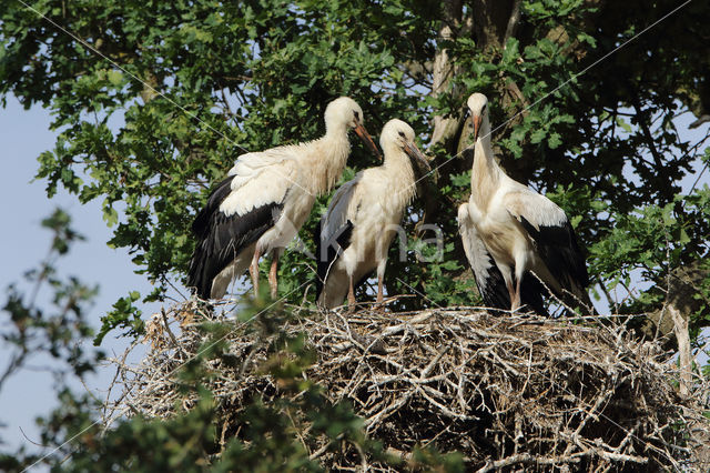 White Stork (Ciconia ciconia)