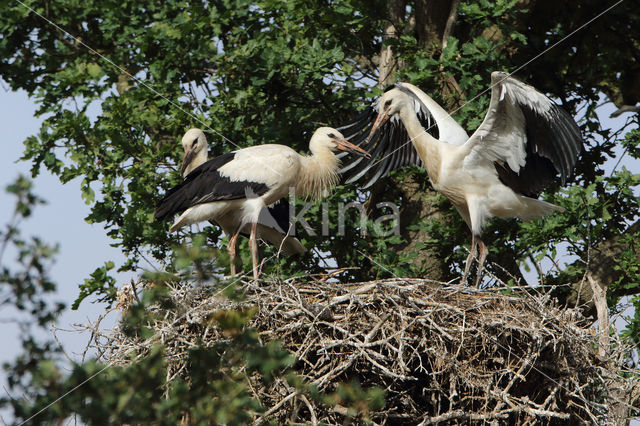 White Stork (Ciconia ciconia)