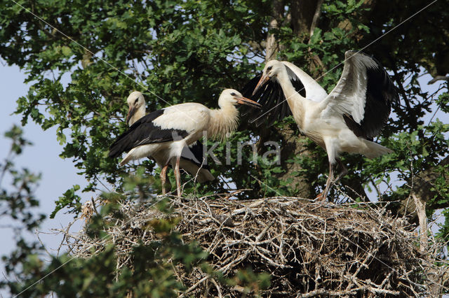 White Stork (Ciconia ciconia)