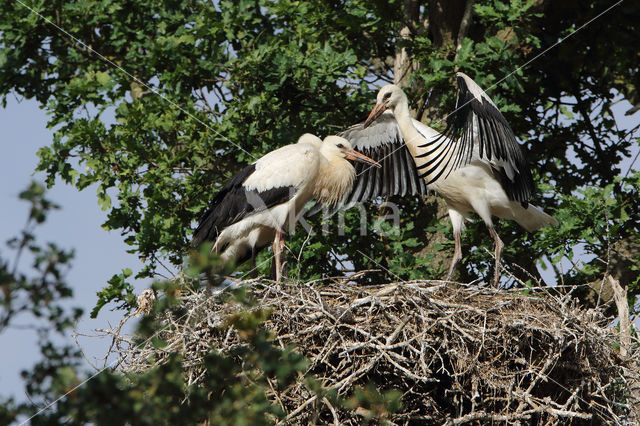 White Stork (Ciconia ciconia)